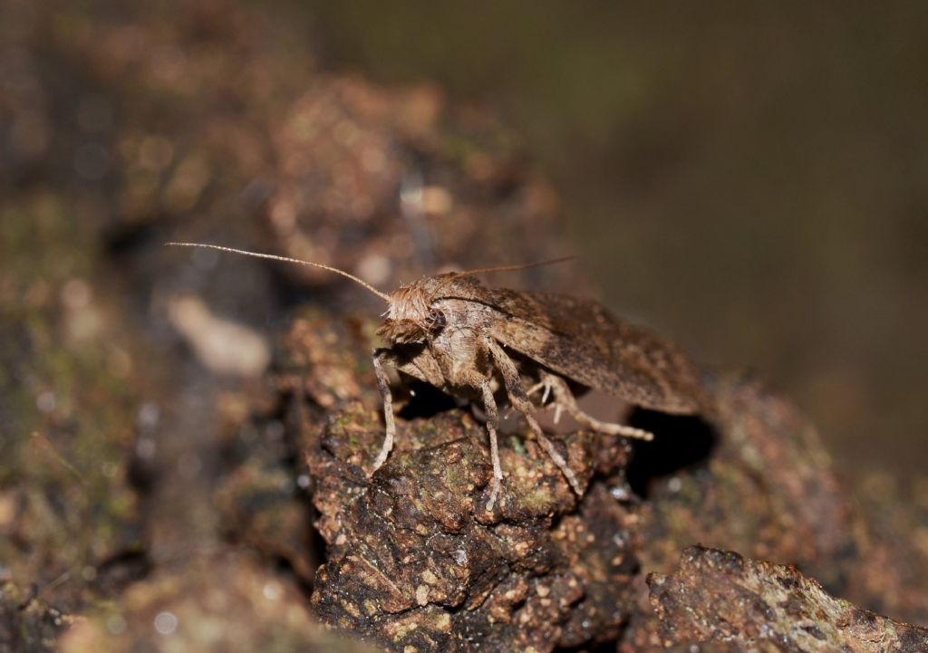 Elachistidae? No, Pyralidae - Lamoria anella